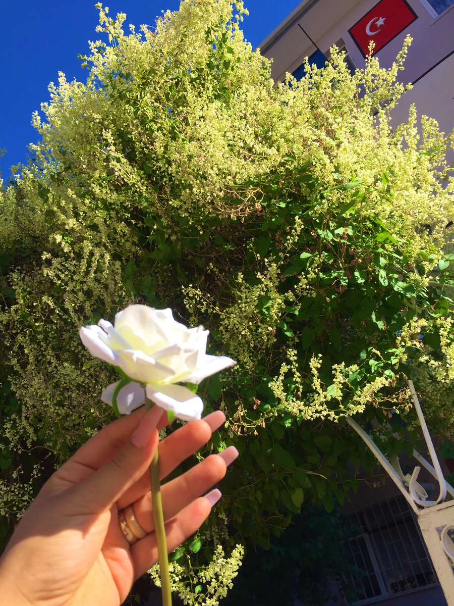 JudyAbbott90's tweet photo. يوم جميل https://t.co/qZIZdN27qE