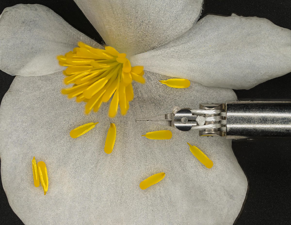 mmimicro_inc's tweet photo. @mmimicro_inc is proud to announce the launch of the #SupermicroNanoWrist® instruments, developed specifically to address the challenges of #supermicrosurgery.
Click here to read more ➡️
https://t.co/dh6wFcI23R https://t.co/7nuFE1higl