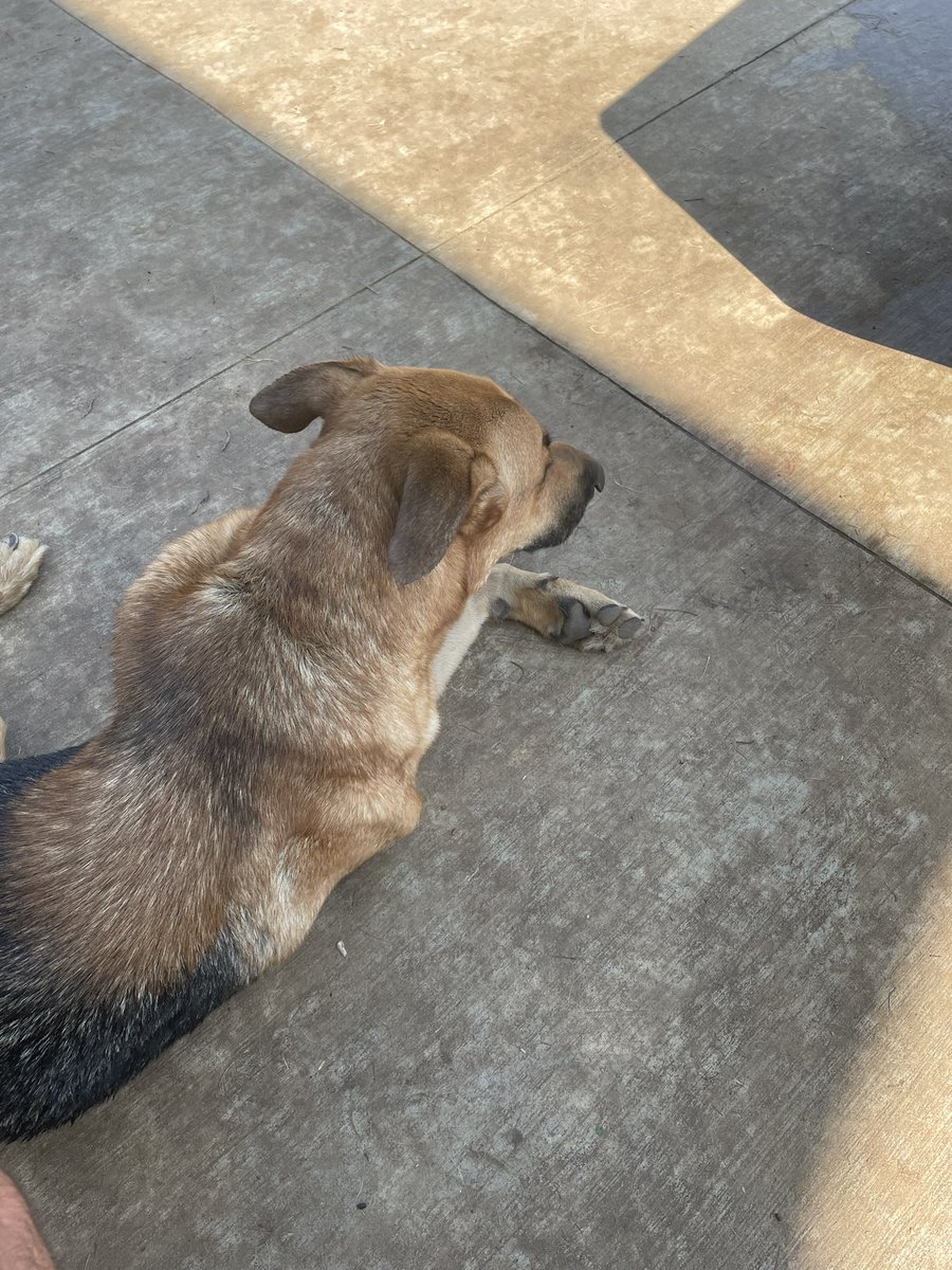 @hatesyouknowwho Here he is!!! Chillin on the back patio. He and I are going to Woofstock 2022 on Saturday to see if we can find a perfect adopter. I’m sure I’ll be posting a lot of photos and videos from there.