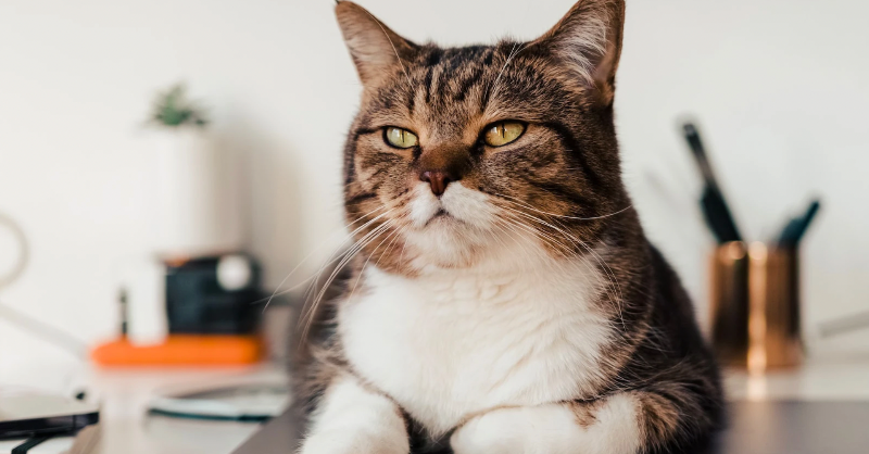 multilingualmag's tweet photo. Pet care would probably be a lot simpler if we could translate a simple “meow” into human language.
  
#animaltranslation #animalcommunication #tech #machinetranslation #tech