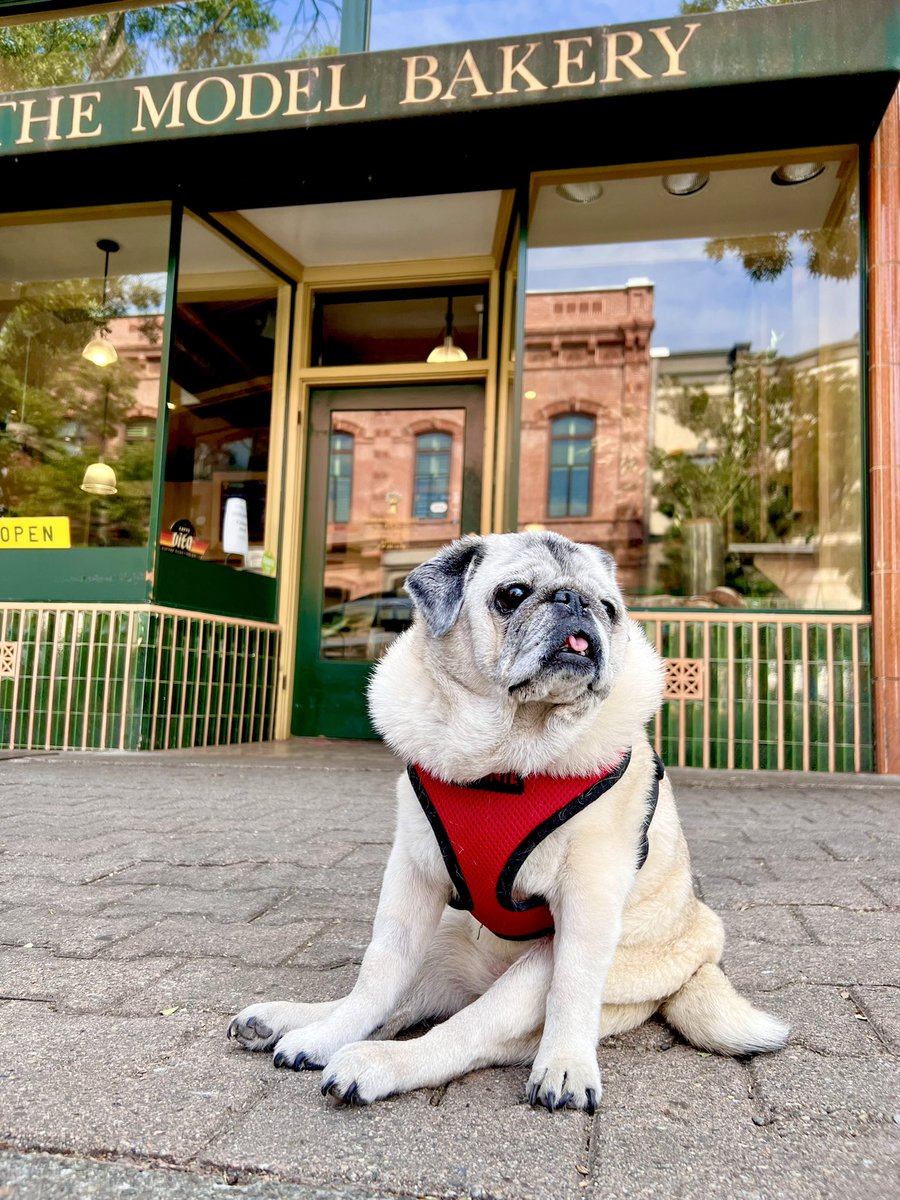 MaggieMiloPugs's tweet photo. Brekkie in Napa Valley. 😋❤️
@modelbakery #pug https://t.co/KLy26Owk3O
