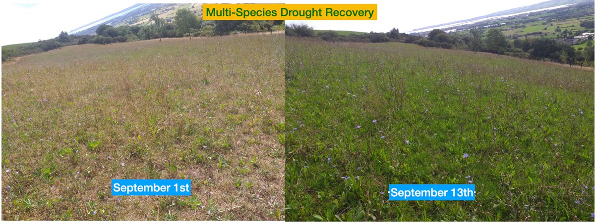 Great recovery of Multi species on steep slope in 12 days following dry weather 💪💪