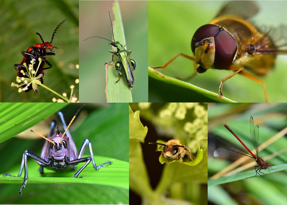 Can #insects buffer the effects of #climatechange using thermal tolerance plasticity?🐞🐝🦗
Excited to announce our publication in <a href="/NatureComms/">Nature Communications</a>!
nature.com/articles/s4146…
Thanks to my collaborators <a href="/englishse/">Sinead English - find me on Bluesky</a> @Patrice_Science @Lab_APE, photo credit to <a href="/SamJakeEngland/">Sam England</a> (1/11)