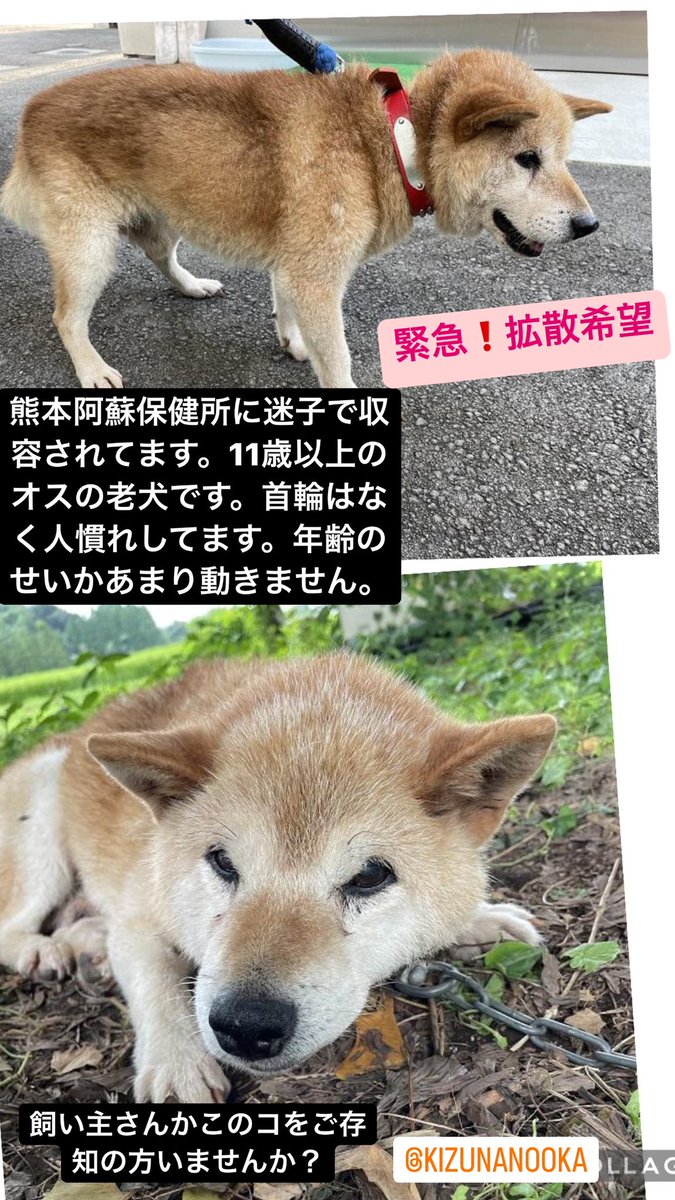 熊本県の迷い犬一覧 Find My Pet