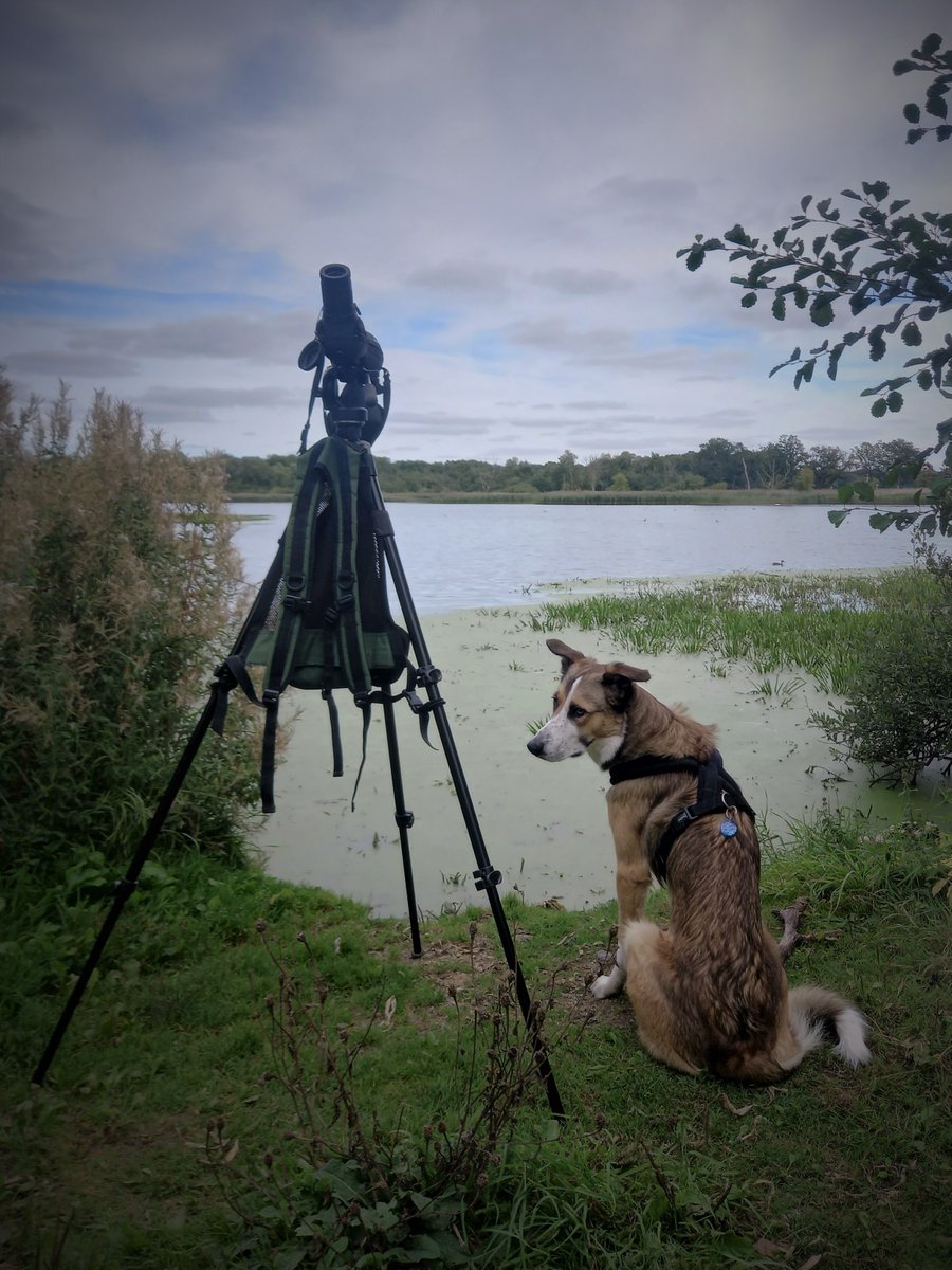 harris_sjh's tweet photo. Late @WeBS_UK count today! Entered into the revamped @BirdTrack app (two-letter code entry & checklist display are perfectπ), then transferred to WeBS Online.
Five Hobby were distracting, Water Rail calling, 149 Mallard & 61 Teal as duck numbers build, + 41 Coot. #ThompsonWater https://t.co/Uk0nleokp0
