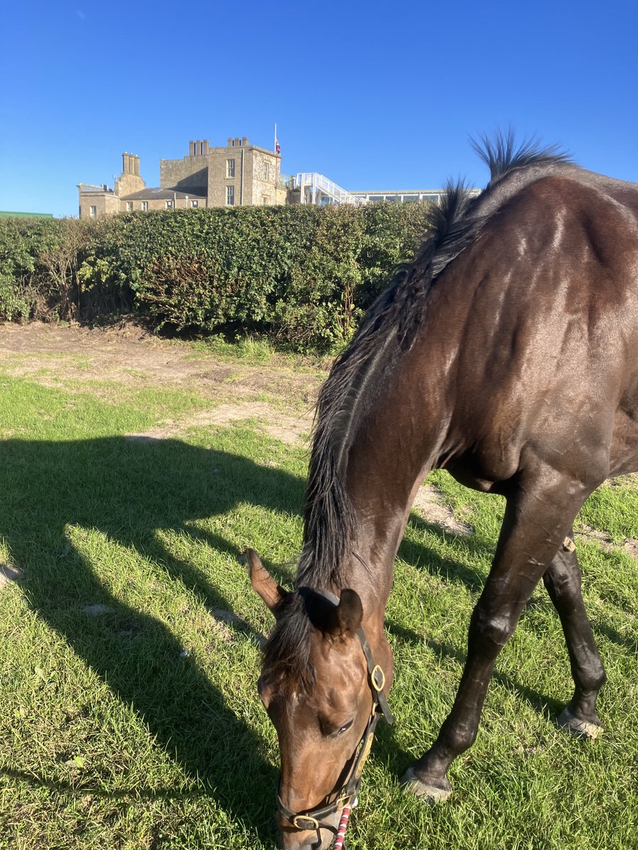 jomm71's tweet photo. Kelso in the sunshine Molly. https://t.co/33tmCVWdkz