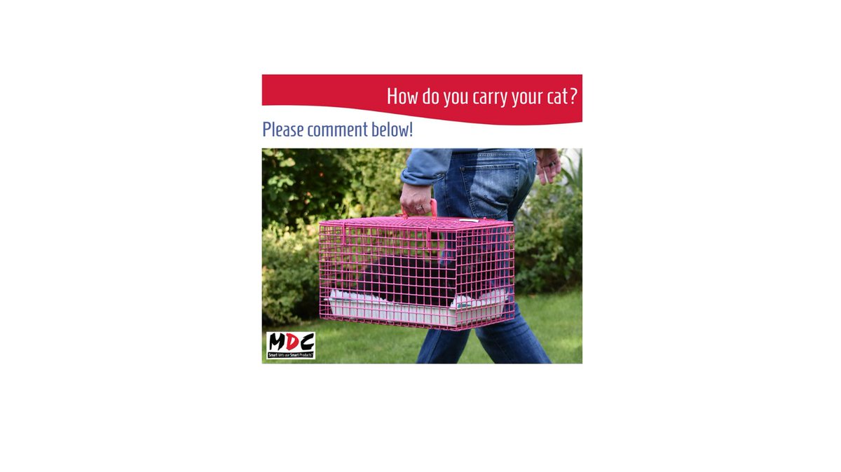 We've been learning the best way to transport a cat. It's inside a carrier BUT held close to your body. Much like you were carrying a precious gift. 
We're interested to know your technique and why you prefer it. 
Please comment!