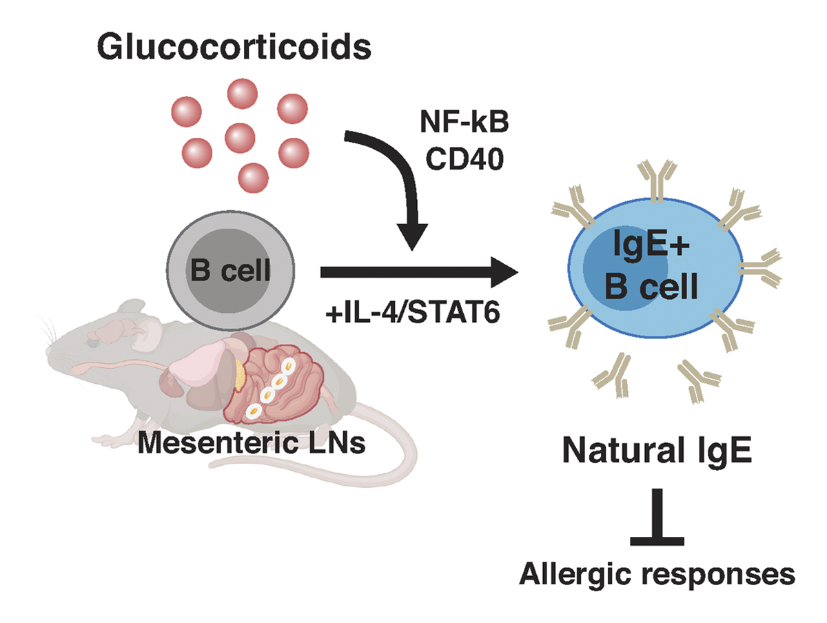 Jaechul Lim, Erica V. Lin, @Jun_Young_Hong, @RMedzhitov et al. @YaleIBIO reveal that #glucocorticoids promote the production of #IgE by rare B cells in the mesenteric lymph nodes in the absence of experimentally administered antigens. bit.ly/3BbJDIq #allergies