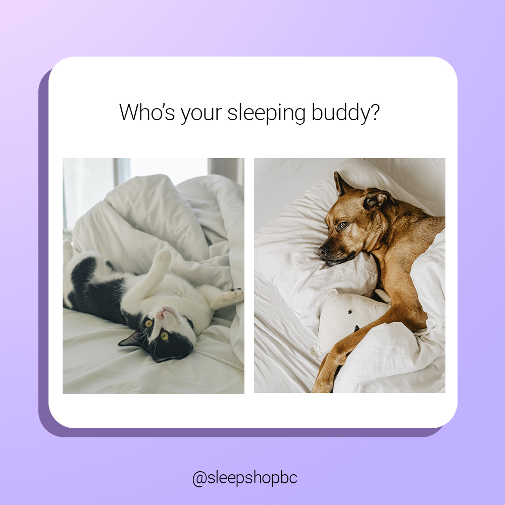 sleepshopbc's tweet photo. Whether it’s a cat or a dog, one thing we know for sure: it’s great to have a sleeping buddy! Tell us in the comments 👇👇👇

#cat #dog #sleepingdog #sleepingcat #mattress #bedding #petmom #petmomlife #vancouver #richmond #langleybc https://t.co/wvc81zBapU