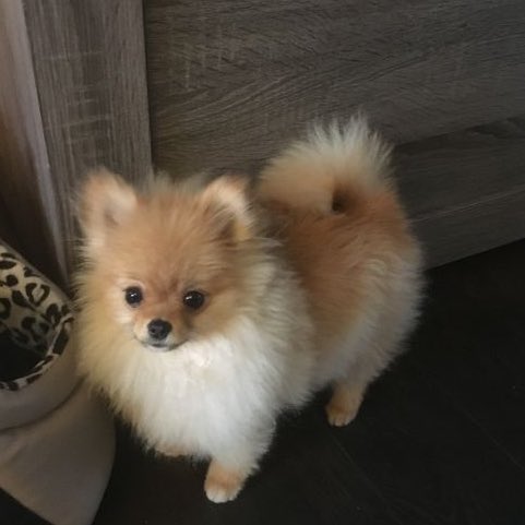 wndusrhkhj's tweet photo. 이 녀석들 전부 다 횬임 분명함😻😻 https://t.co/rWnN1j477x