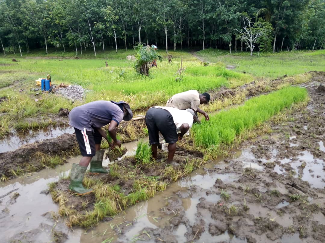 IFDC COTE D'IVOIRE tweet media