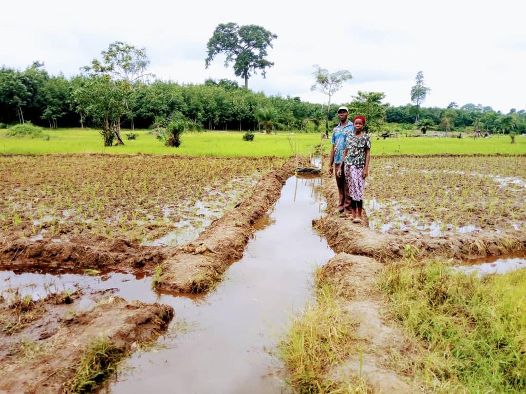 IFDC COTE D'IVOIRE tweet media