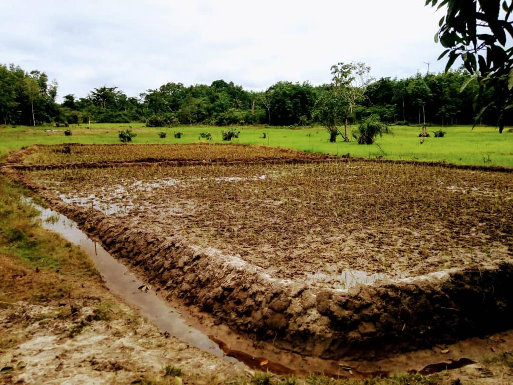 IFDC COTE D'IVOIRE tweet media