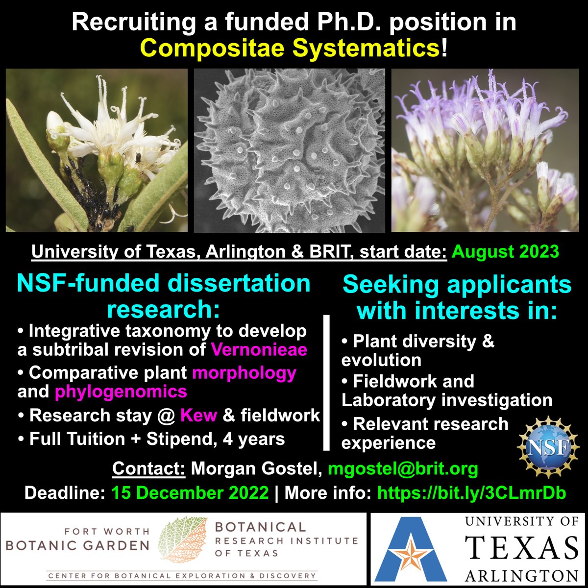 Morgan Gostel (@m_gostel) on Twitter photo 📢Recruiting an <a href="/NSF/">U.S. National Science Foundation</a>-funded PhD student to contribute to our E. Hemisphere #IronweedRevision project!!🌍🌻🧬🌱
#Plant #Taxonomy #Systematics #Phylogenomics #Compositae #Vernonieae
Deadline 15 Dec | DM or email w/❓s #IAmABotanist @KewScience @KewAfrica @BRIT_org <a href="/UTABiologyDept/">UTA Biology</a> 📢Recruiting an <a href="/NSF/">U.S. National Science Foundation</a>-funded PhD student to contribute to our E. Hemisphere #IronweedRevision project!!🌍🌻🧬🌱
#Plant #Taxonomy #Systematics #Phylogenomics #Compositae #Vernonieae
Deadline 15 Dec | DM or email w/❓s #IAmABotanist @KewScience @KewAfrica @BRIT_org <a href="/UTABiologyDept/">UTA Biology</a>