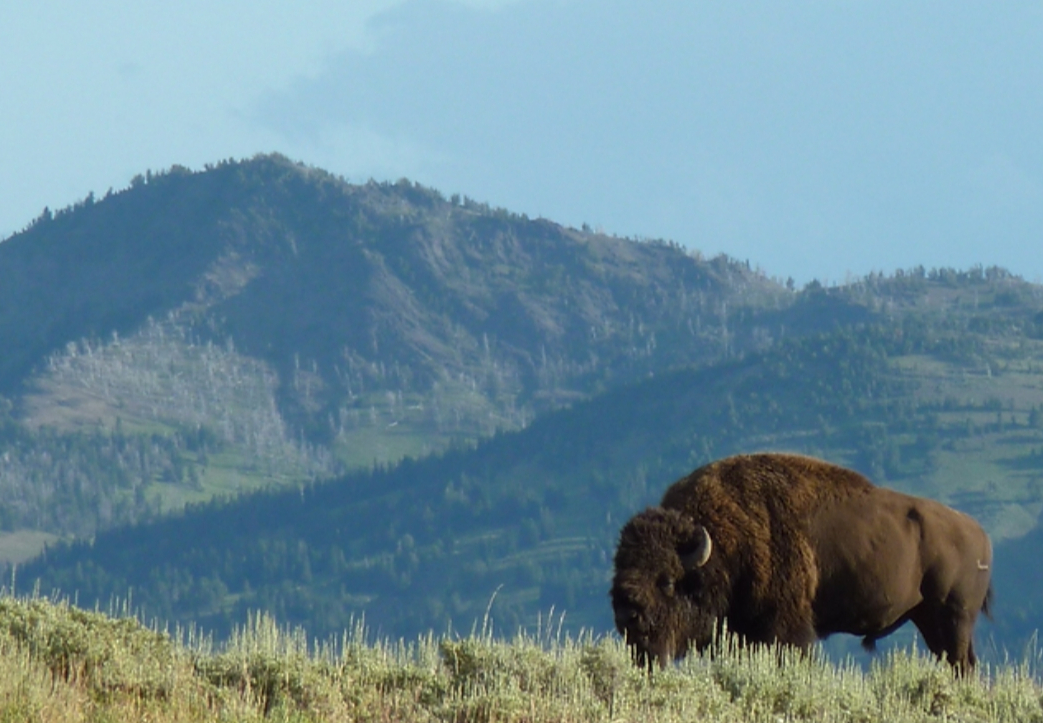 ICTPressPool's tweet image. New 'Gaining Ground' report identifies Native American goals for 2023 Farm Bill. Tribal parity, food security, rural infrastructure dev among 150+ measures sought by tribal nations, Native producers, nutrition leaders.  indiancountrytoday.com/the-press-pool… via @IndianCountry #ICTPressPool
