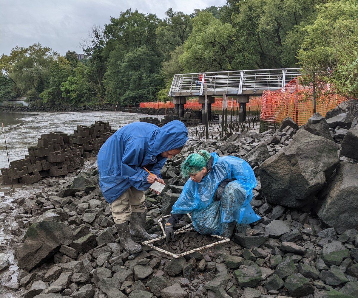 Chester Zarnoch (@chesterzarnoch) on Twitter photo Students from <a href="/BaruchEnv/">Baruch ENV</a> <a href="/Baruch_Weissman/">Baruch Weissman</a> and I completed our annual monitoring of invertebrates at the Sherman Creek living shoreline for <a href="/NYRP/">New York Restoration Project</a>. So great for the students to document changes in biodiversity and contribute data to inform management of this special place in NYC. Students from <a href="/BaruchEnv/">Baruch ENV</a> <a href="/Baruch_Weissman/">Baruch Weissman</a> and I completed our annual monitoring of invertebrates at the Sherman Creek living shoreline for <a href="/NYRP/">New York Restoration Project</a>. So great for the students to document changes in biodiversity and contribute data to inform management of this special place in NYC.