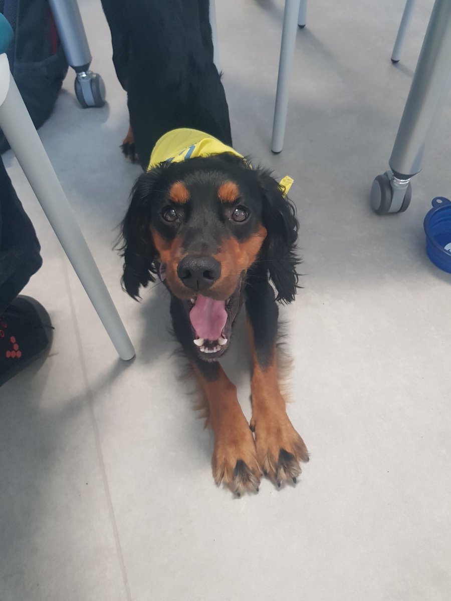 Practicing a bit of doga (doggy yoga) with the staff wellbeing LiA group at Wigton Hospital today 🐾🐾