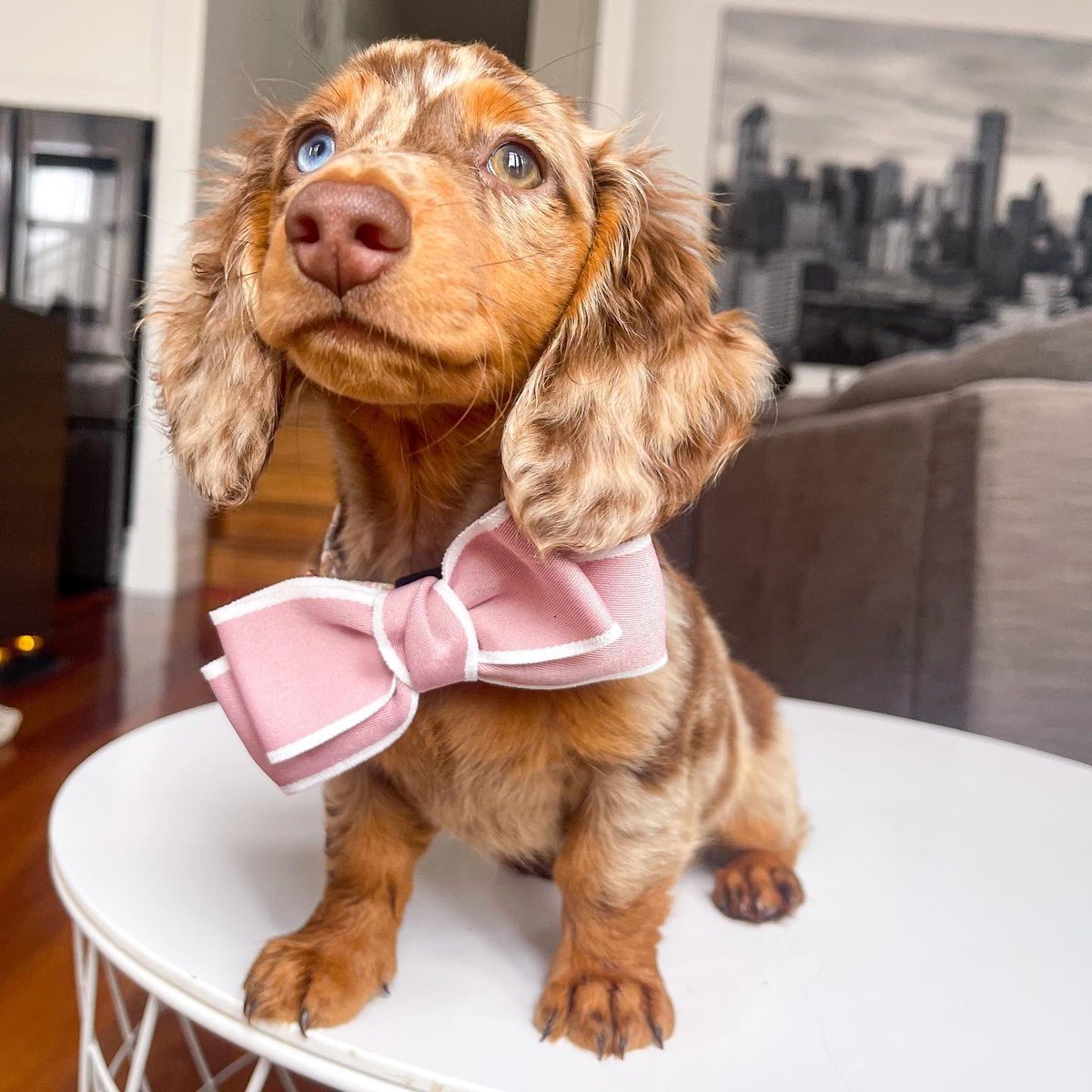 dog_rates's tweet photo. This is Harlow. She just got a new bow tie but is worried it might be too big. Please tell her it's perfect. 13/10 https://t.co/gyIyVtBS7a