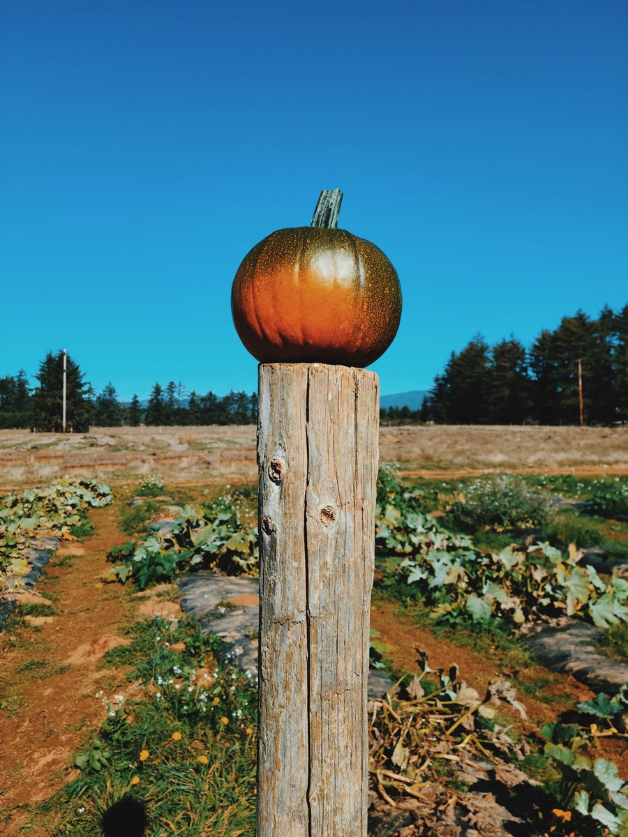 52WeeksOfFun's tweet photo. When is your favorite season to travel?
Find your next destination using the 52 Weeks of Fun website or app!

#travel #nature #travelphotography #photography #love #photooftheday #pumpkin #fall #picoftheday #52weeksoffun #beautiful #photo #wanderlust #naturephotography #follow https://t.co/PGfDnXwwvy