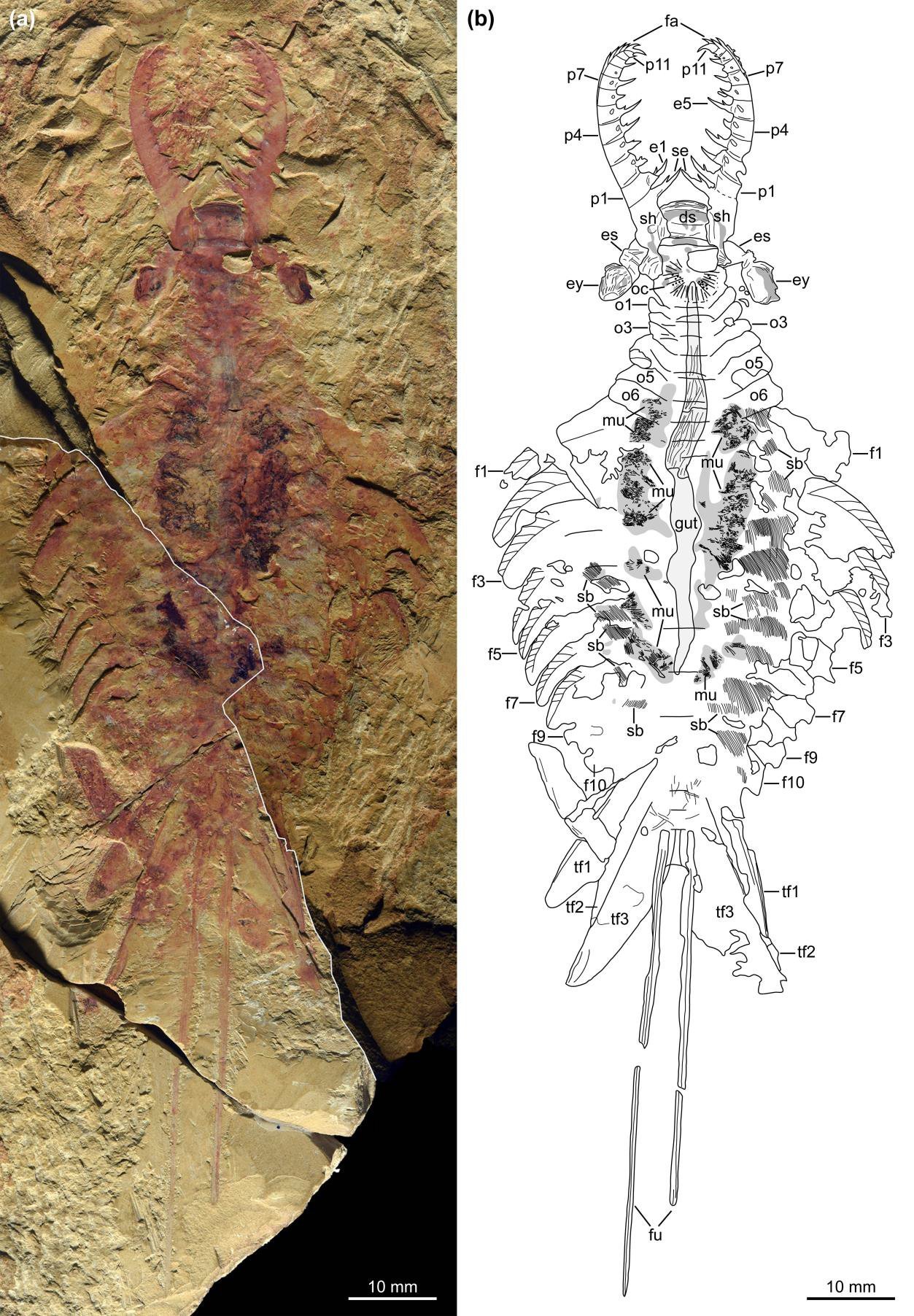 Twitter-এ Fossil Bonanza: 