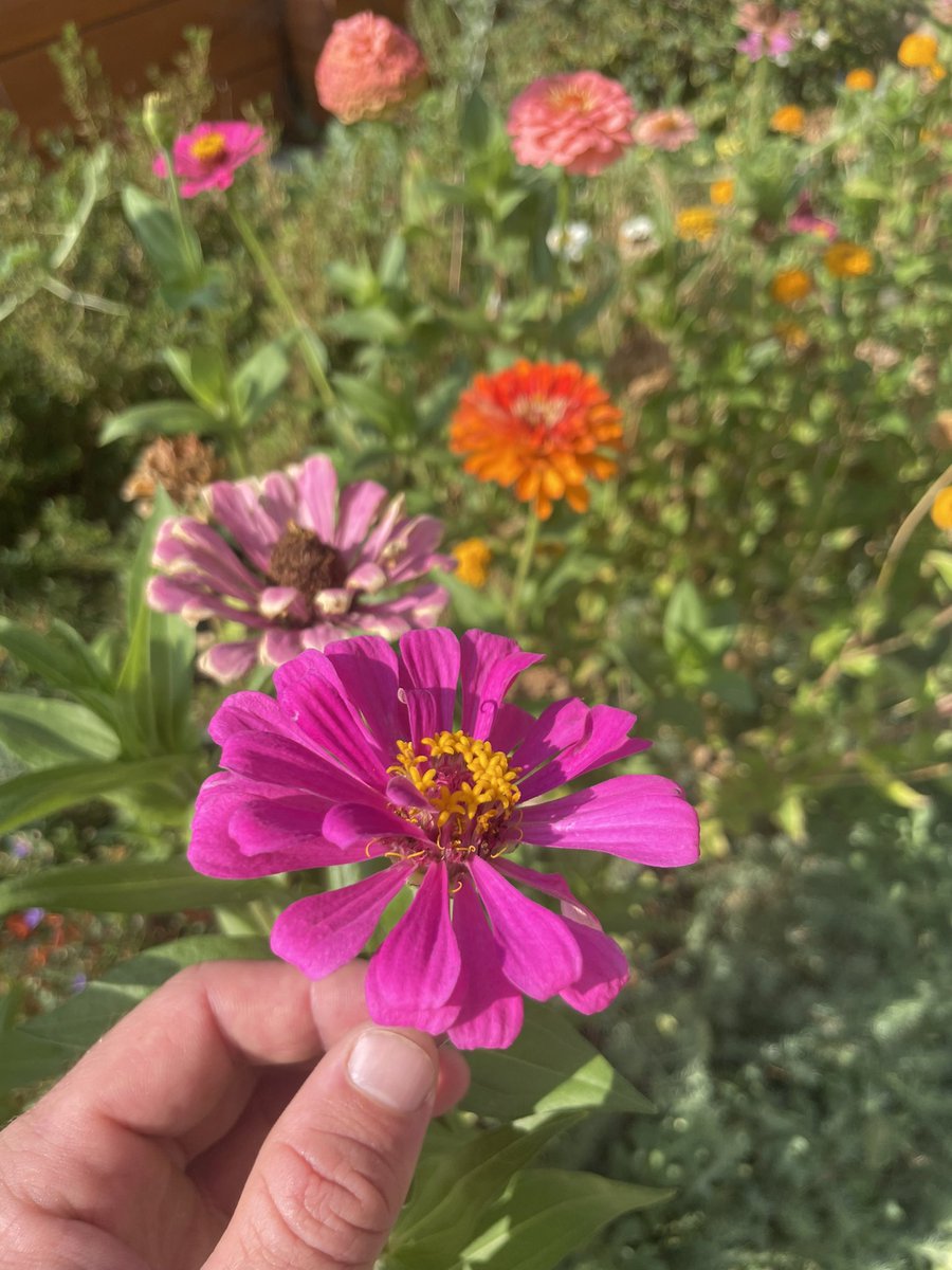 Basic Zinnia content.