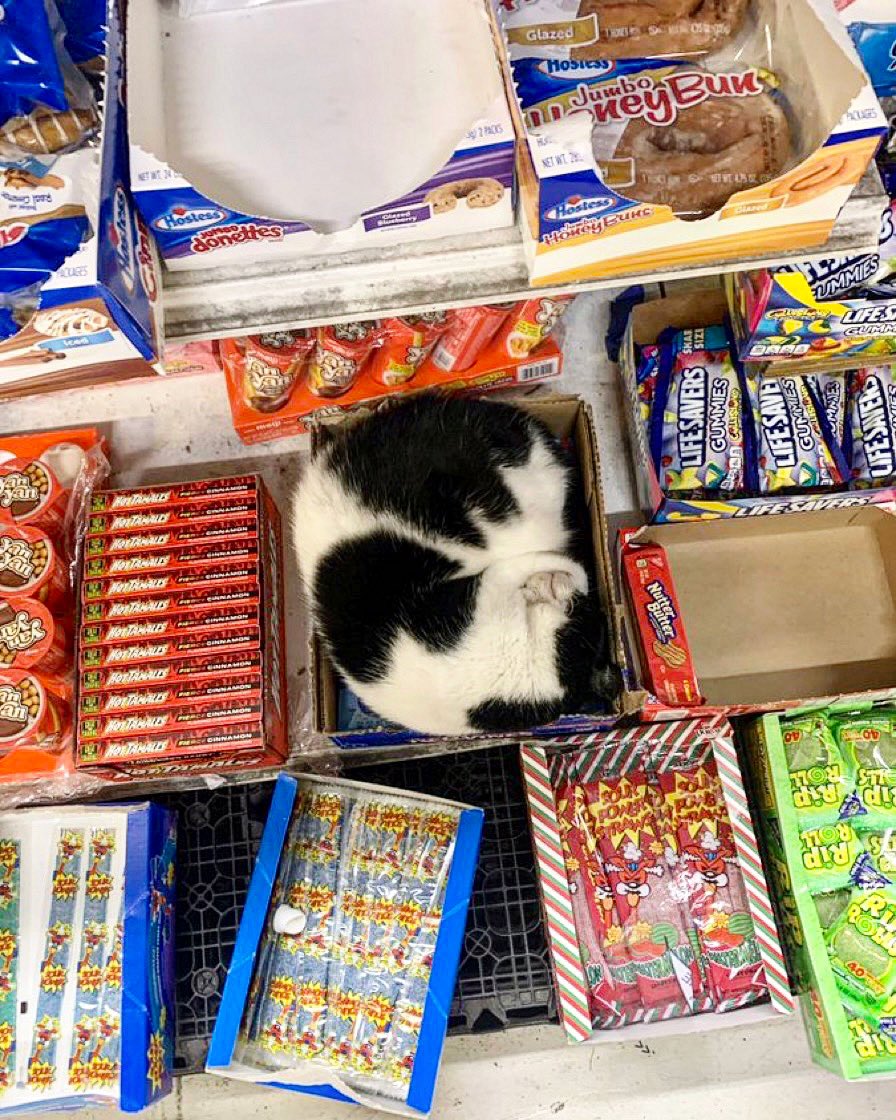 Bodega Cats (@bodegacats_) on Twitter photo 