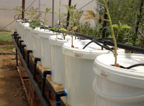 repurposedMATLS's tweet photo. OUR CUSTOMER: We sold 10 gal drums to a Minnesota customer who is using them in a Dutch Bucket hydronic growing system.  Jeff, we appreciate your business!

#hydroponics #hydroponicsystem #horticulture #recycle #repurpose https://t.co/ME7SKHnq0U