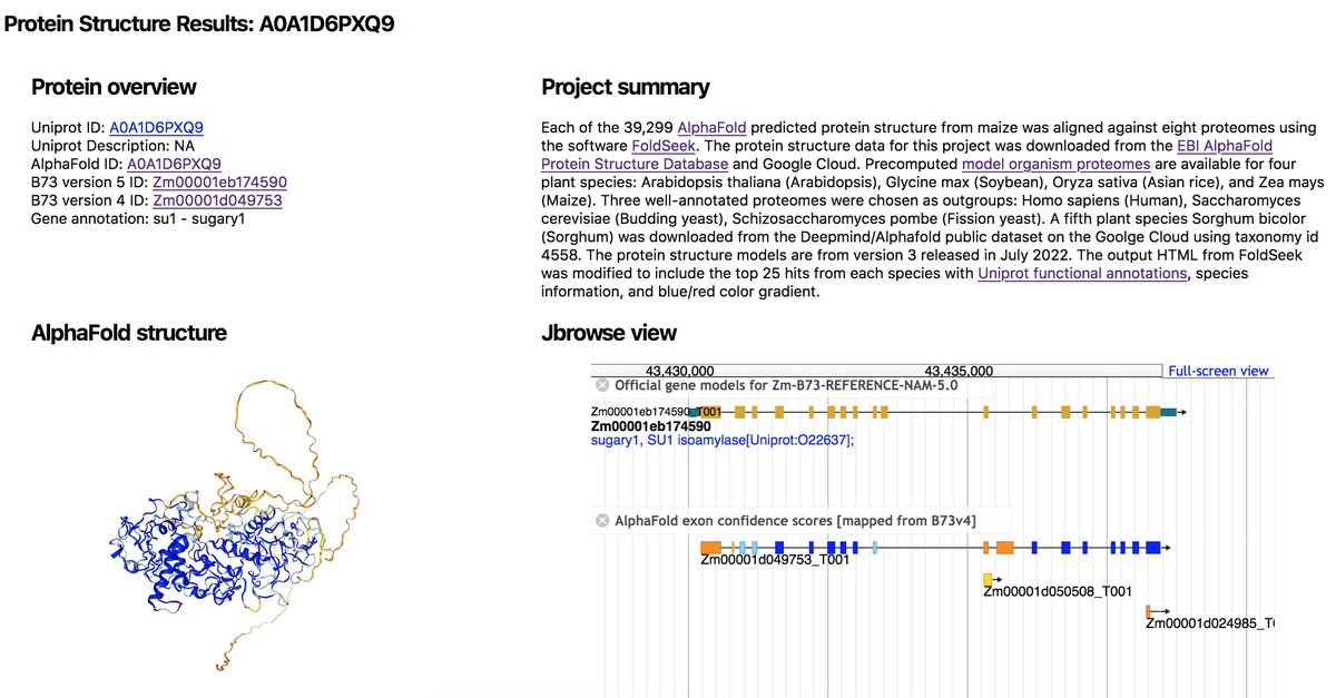 New AlphaFold page. 40k protein structures aligned against 8 proteomes using #FoldSeek from the @thesteinegger lab. The top 25 alignments per species are precomputed and integrated with UniProt annotations. Takes v5, v4, UniProt, or gene symbol as input. maizegdb.org/foldseek/su1