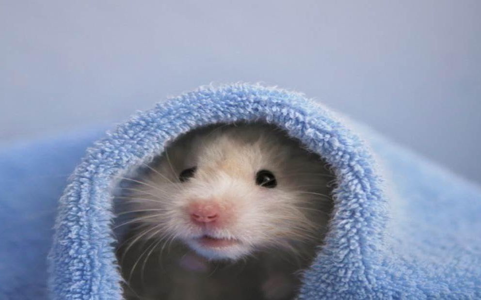 PetPlaceFans's tweet photo. Did you know there are different types of hamsters? Check out the link below for more info! https://t.co/cNiz3OFdye https://t.co/9ZDPmPtGqY