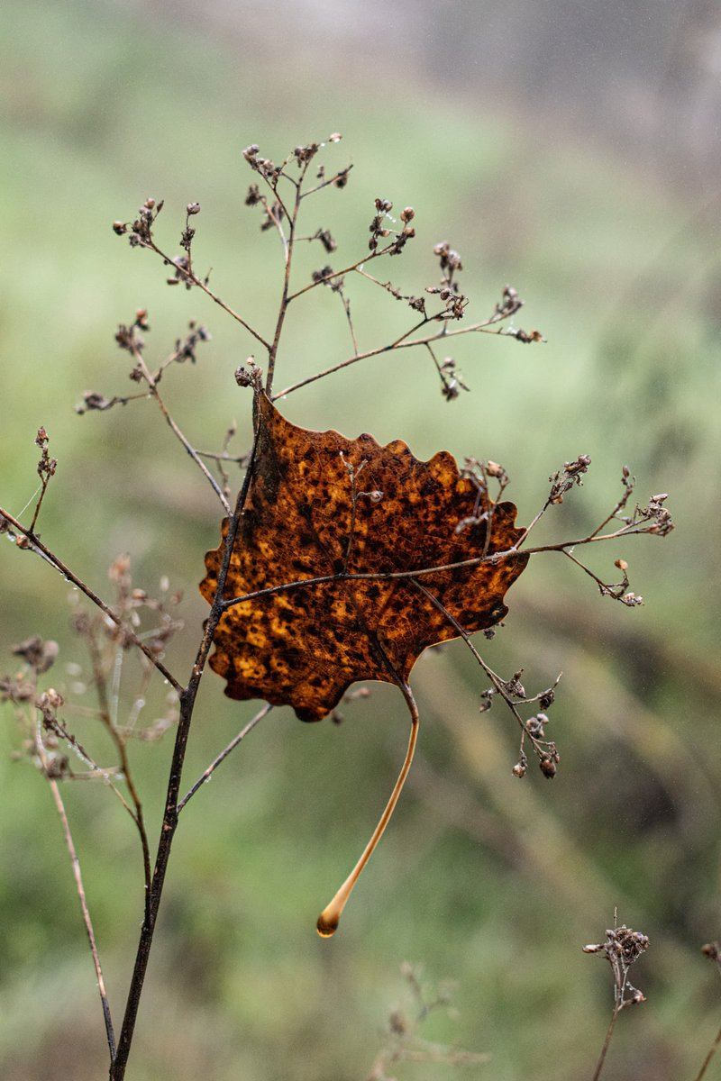 If you look for a meaning
you'll miss everything that happens ~
Andrei Tarkovsky

Foto: Elisa Stone