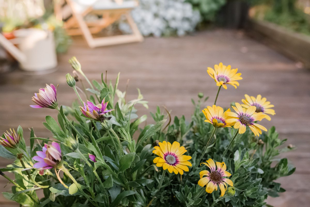 janicco's tweet photo. African daisies look a lot like common daisies, with petals radiating around a center disk. #homegarden #planting  https://t.co/NdfTcT436z https://t.co/y2T6s4hrMP