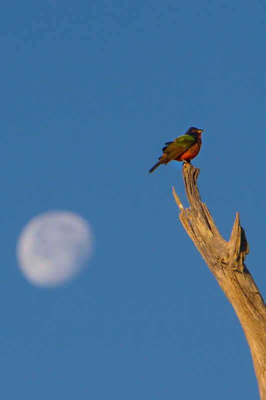 Discover_SC's tweet photo. Whatever you've got planned for your fall vacation to South Carolina, don't miss the chance to get outdoors and enjoy the gorgeous fall weather at these wildlife refuges. https://t.co/6fuTL2TKp8 #DiscoverSC #FallinSC https://t.co/MovqwHie88