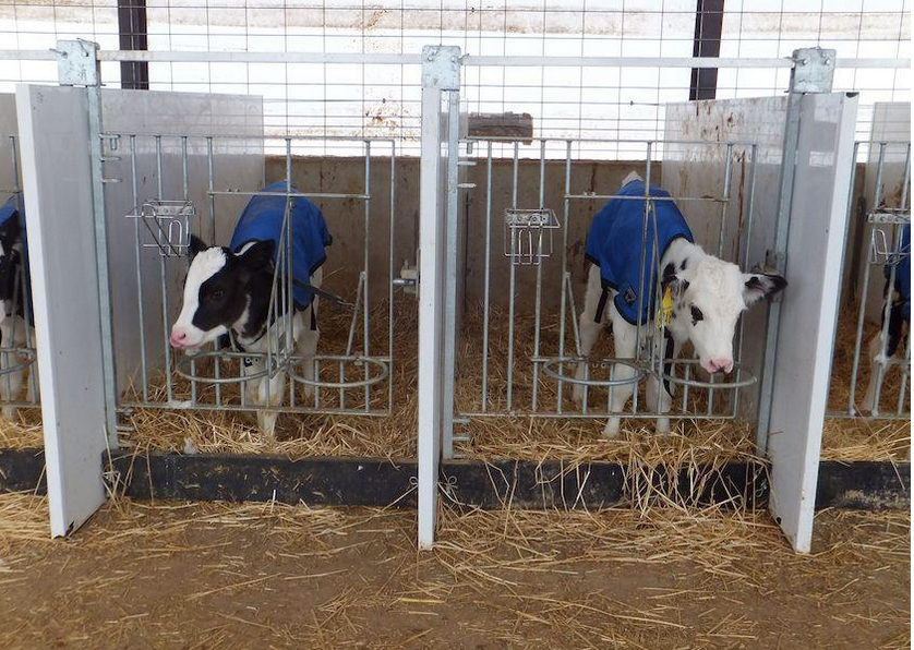 dairylandinit's tweet photo. Does your farm have a Calf Health Herd Program? It's a great way to diagnose respiratory disease in calves using lung ultrasound. Read more at https://t.co/xgFogbxvoR. #WeanClean https://t.co/d3QfTabmAo