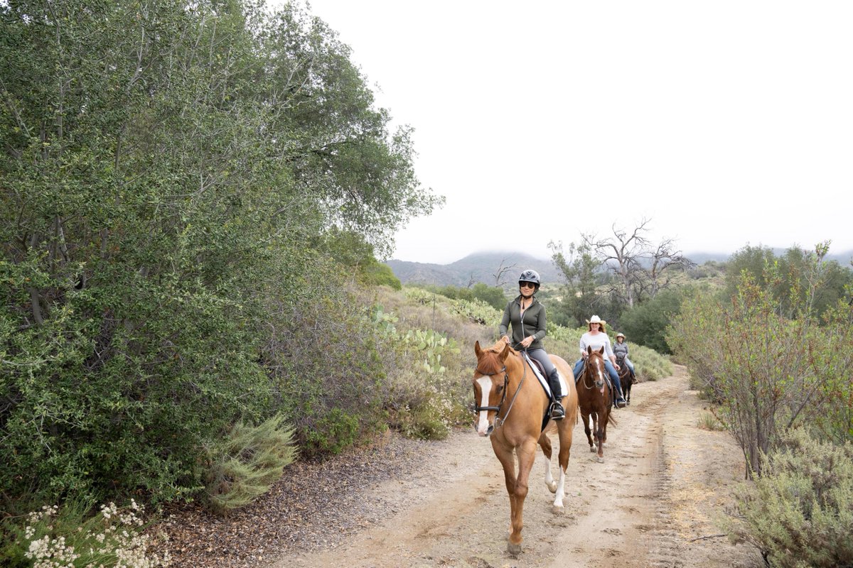 goOCTA's tweet photo. We invite you to an equestrian ride at Trabuco Rose Preserve on Sunday, September 18. Enjoy a moderate-to-experienced ride from 9:00 to 10:00 am through the preserve's rolling terrain. Visit https://t.co/nK2v8sZMaB to register. #OCGo https://t.co/qS88tCtXVW