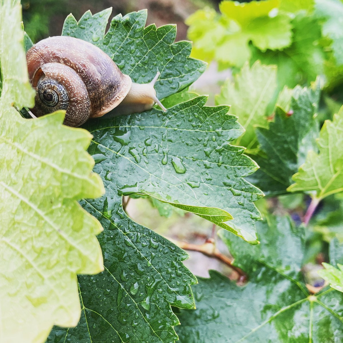 Celler Pascona 🍇🍷 (@pasconamontsant) on Twitter photo Temps de verema, temps de pluja, la tardor ja dona senyals!
.
<a href="/domontsant/">domontsant</a>
.
#tempsdepluja #tempsdetardor #tardor #verema2022 #cellerpascona #domontsant #vesaperelsteusomnis #mesde30anyspasconitzant #salutivi💪🍷 Temps de verema, temps de pluja, la tardor ja dona senyals!
.
<a href="/domontsant/">domontsant</a>
.
#tempsdepluja #tempsdetardor #tardor #verema2022 #cellerpascona #domontsant #vesaperelsteusomnis #mesde30anyspasconitzant #salutivi💪🍷