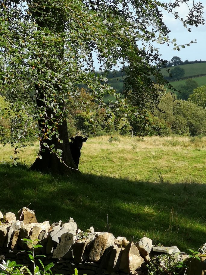 RoRonorniron's tweet photo. A beautiful place for some peace and quiet reflection.
And a dexter calf playing peek a boo π
#CoDown #NI #Trees #RowallaneGarden #Treecop https://t.co/6u71j6oCRv