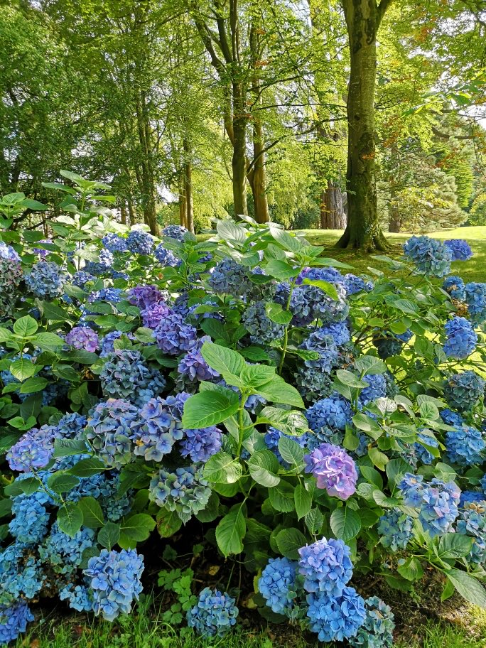 RoRonorniron's tweet photo. A beautiful place for some peace and quiet reflection.
And a dexter calf playing peek a boo π
#CoDown #NI #Trees #RowallaneGarden #Treecop https://t.co/6u71j6oCRv