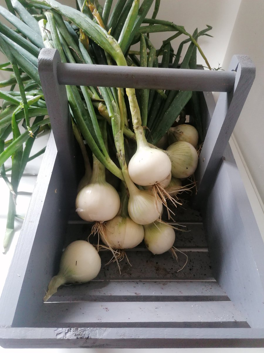 Last of the snowball onions harvested from the raised beds, not bad for a bag of sets that looked a bit past their best. Trug in silver birch. #GIY #Homegrown #GardenTrug #onionharvest #vegetablegardening
