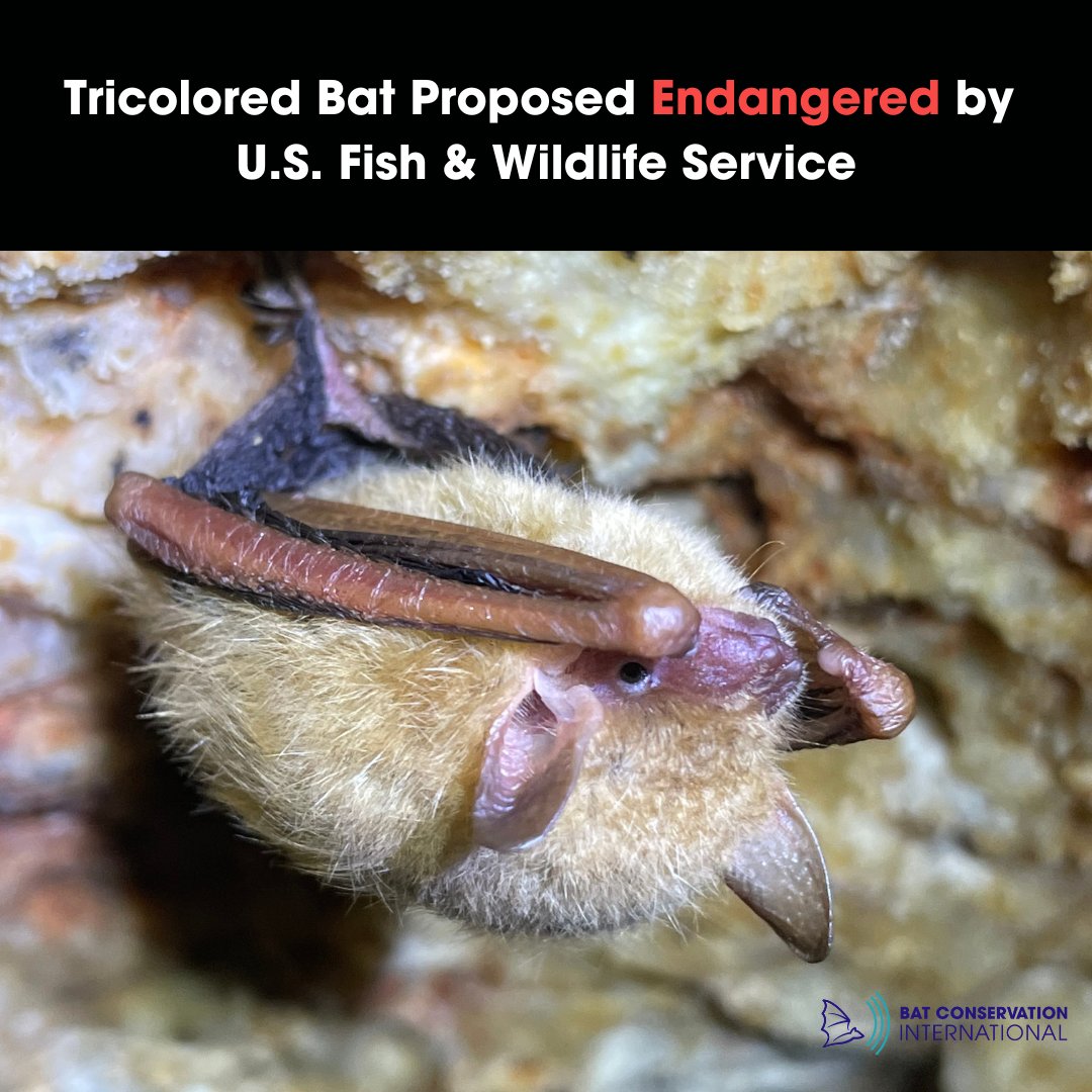 BatConIntl's tweet photo. Today, the @USFWS proposes to protect the tricolored bat (𝘗𝘦𝘳𝘪𝘮𝘺𝘰𝘵𝘪𝘴 𝘴𝘶𝘣𝘧𝘭𝘢𝘷𝘶𝘴) as an #Endangered species. We fully support using the full power of the Endangered Species Act to protect the tricolored bat. Listing this bat as Endangered is critically needed. https://t.co/UDt0TzCAmG