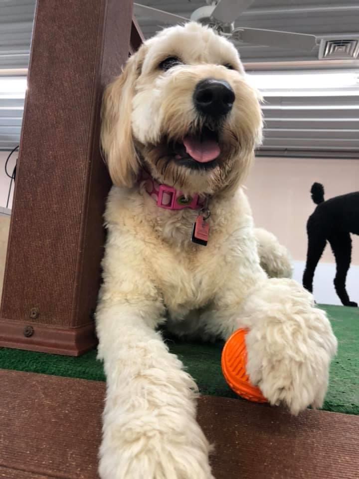 Bondibs10's tweet photo. Hogging the ball at daycare.  Willow!  #willzy #dogsoftwitter #DogsOnTwitter https://t.co/7tSqVbYWfm