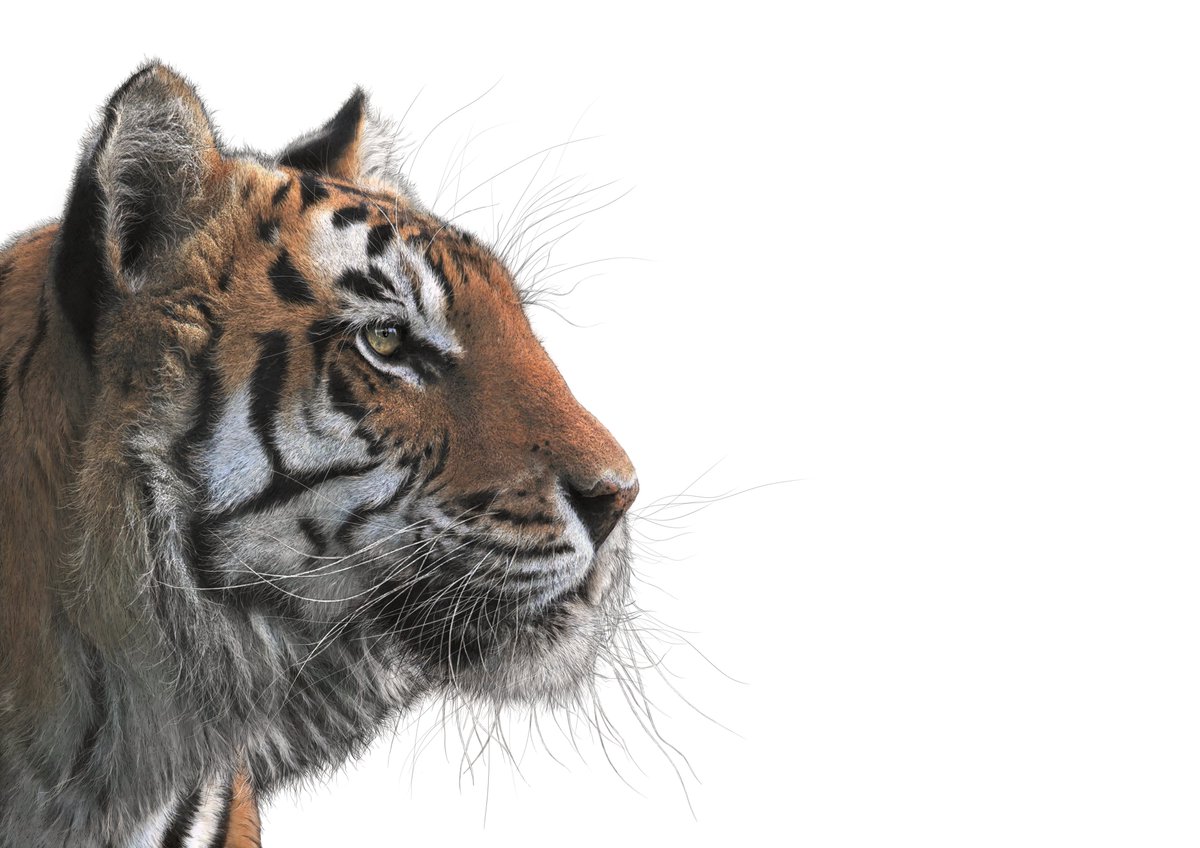 BRillustrations's tweet photo. It's #ArtistOnTwitter is it?

Right, well I'm Ben and I draw animals. https://t.co/EzSsp0q2iY