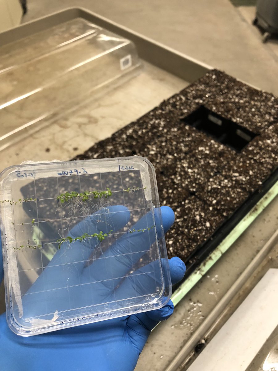 Luiz-Eduardo Del-Bem tweet media