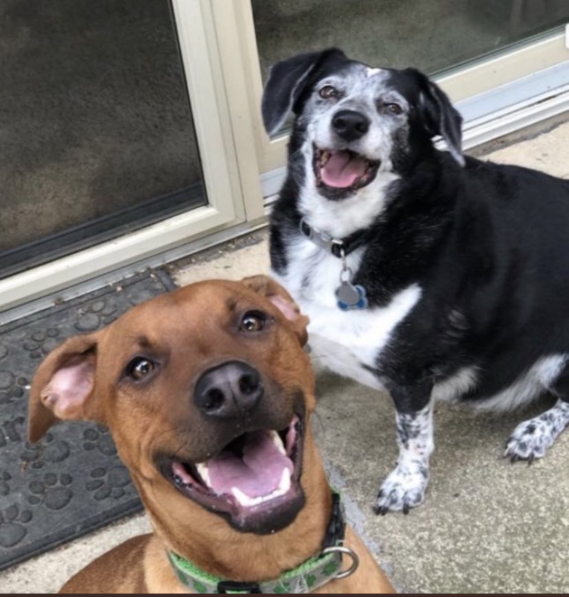 DissyG's tweet photo. @chefsymon Hi Norman! ❤️Bruno and Snoopy https://t.co/0Ch6hkjj06