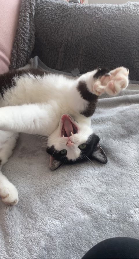 Lydmack98's tweet photo. Tommy still living his best life 🐈‍⬛🫶🏻 https://t.co/rII7AWBDmi
