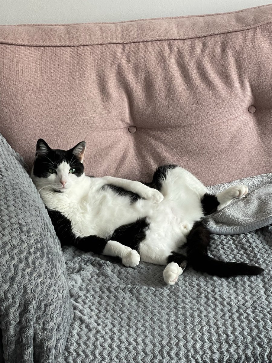 Lydmack98's tweet photo. Tommy still living his best life 🐈‍⬛🫶🏻 https://t.co/rII7AWBDmi