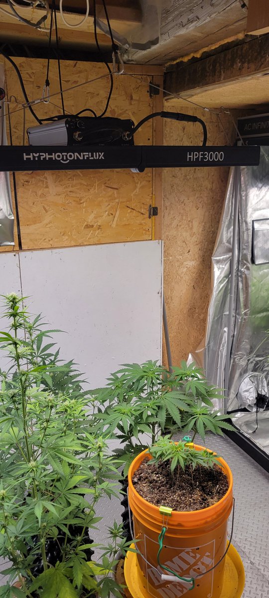 jopfoh's tweet photo. If you can't have the sun then get the HPF3000 LED from @hyphotonflux
My plants are thriving under this full spectrum, dimmable light.
One light from seedling to harvest.
Running at 100% power
#medicalgrow #femalegrowers #learningtogrow
#cannacontent https://t.co/Zqo5r1MqHM
