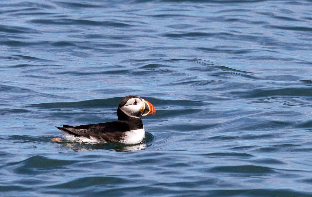 Venture_Vision_'s tweet photo. An Atlantic Puffin. 

I was very excited to check this bucket list item off! 

#puffin #canon #sigma #maine #mainething https://t.co/cEy3kKTg4q