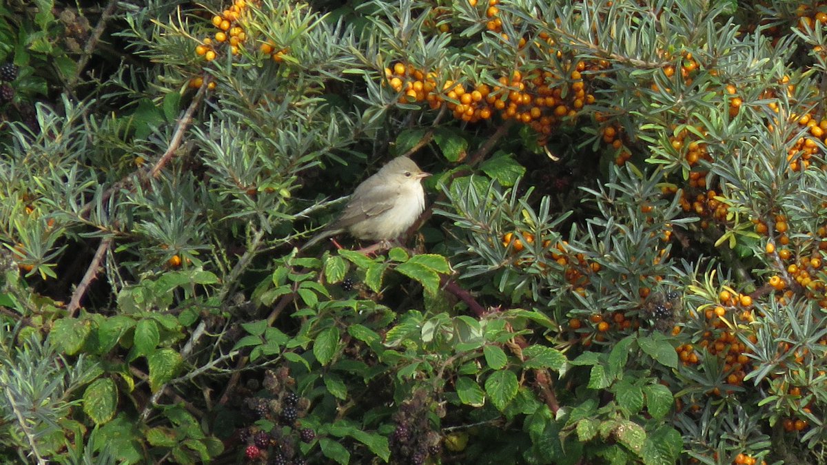 PoppylandNature's tweet photo. The Overstrand Barred Warbler. Many thanks to @norwichbirds for the find and news. https://t.co/3GafZCPE0V
