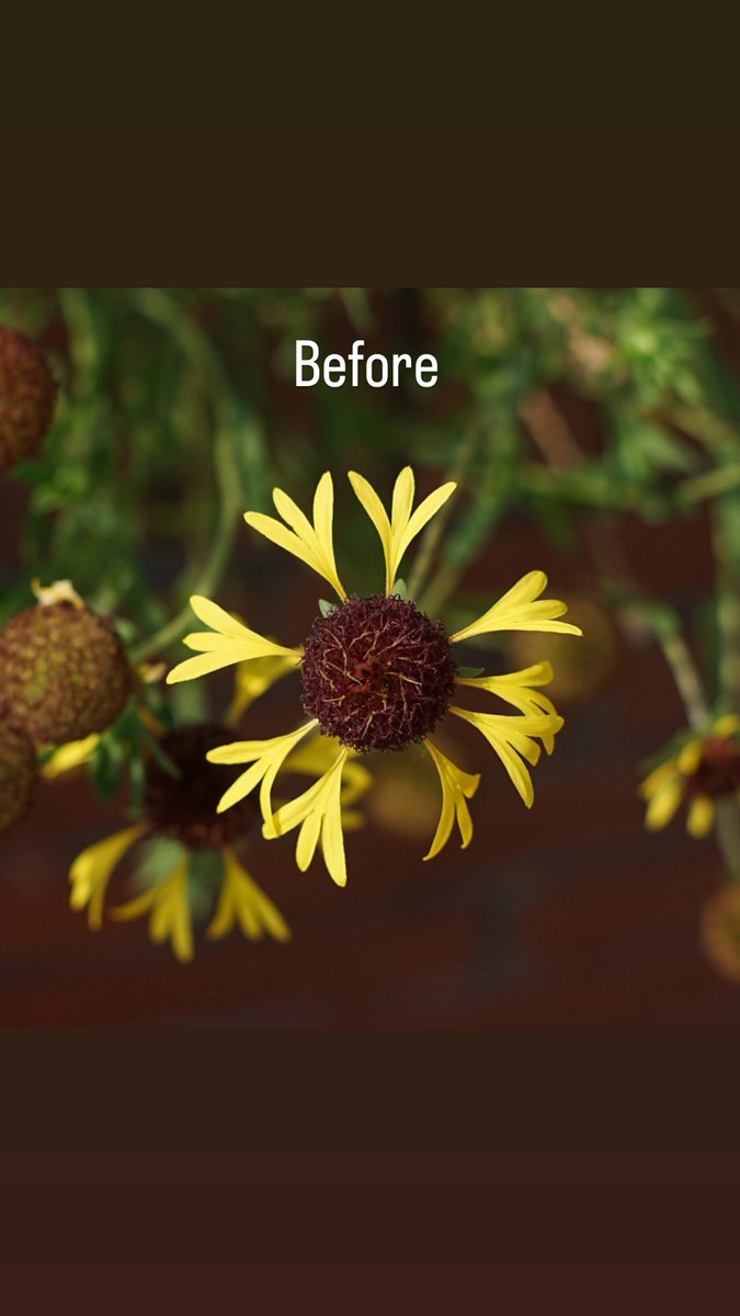 Onsetcaesar's tweet photo. 🌻
.
.
.
.
.
.
.
.
#flower #beforeafterphotography #beforeafteredit #lightroom #sunlight #photography #Naturelover #Flowers #nature https://t.co/w9pFTcD5ek