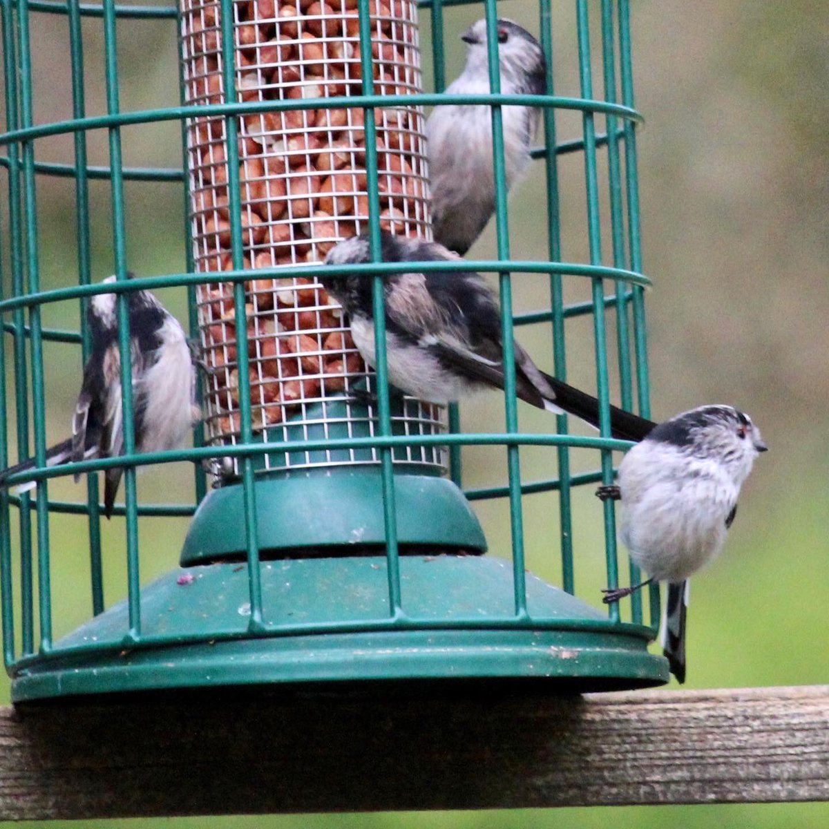 They turned up gradually but for was the maximum I got on the feeder today #TwitterNatureCommunity #Longtailedtits